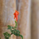 Ova prelepa biljka koju mnogi imaju u vrtu može biti velika opasnost: Uništava sve pred sobom