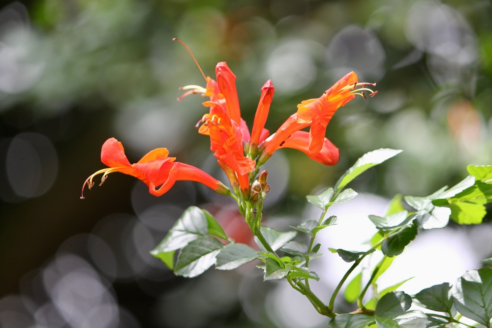Ova prelepa biljka koju mnogi imaju u vrtu može biti velika opasnost: Uništava sve pred sobom