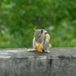 Par hteo užinu da podeli sa vevericom, a ona im se "zahvalila" na simpatičan način: Ovaj snimak će vam popraviti dan