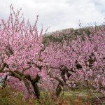 Ovo voće svi obožavamo, pomaže u snižavanju holesterola i nutricionisti preporučuju da ga redovno jedemo