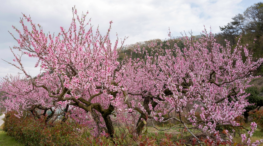 Ovo voće svi obožavamo, pomaže u snižavanju holesterola i nutricionisti preporučuju da ga redovno jedemo