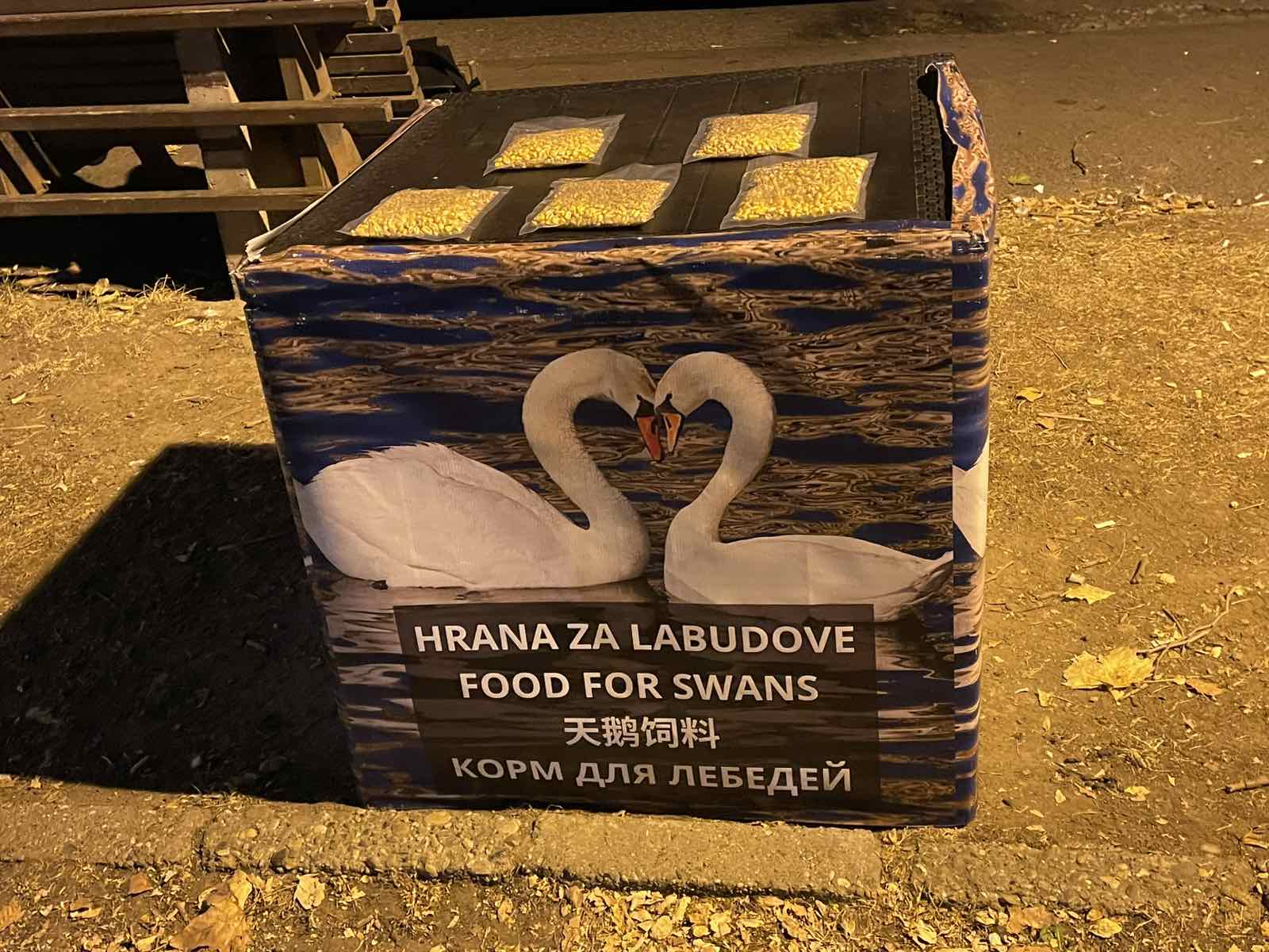 Zemun je ponovo postao hit na mrežama: Evo zbog čega su labudovi u centru pažnje