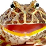 Pluton kreće napred – šta nas očekuje?