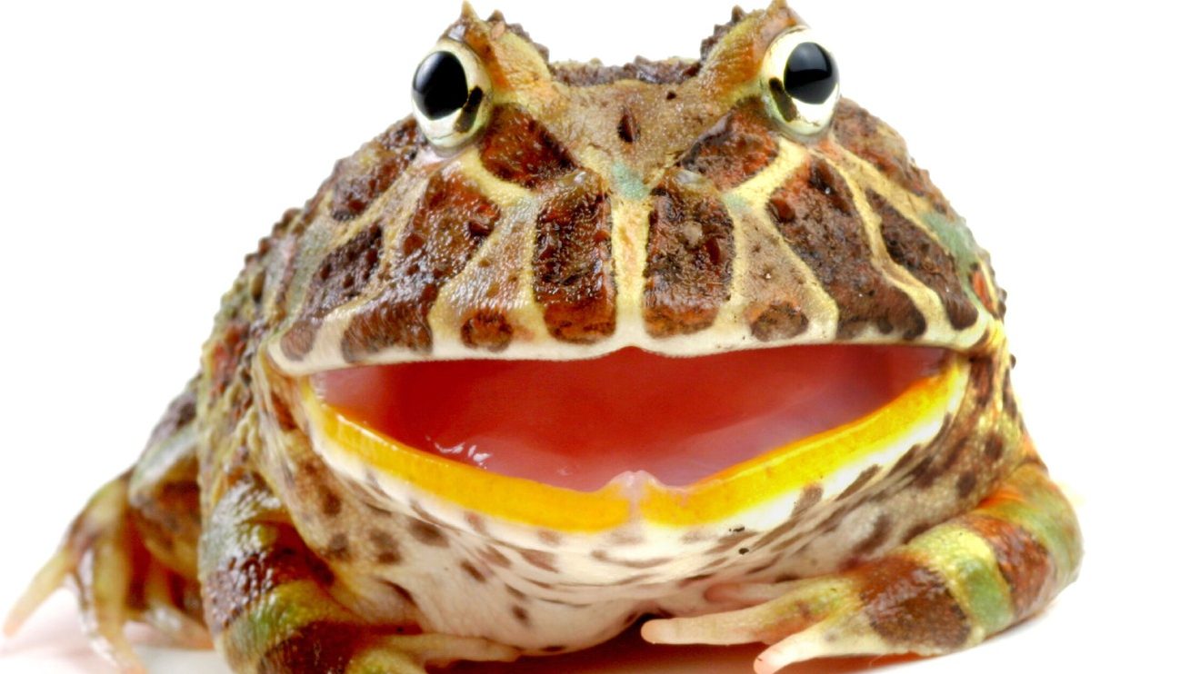 Pluton kreće napred – šta nas očekuje?