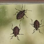 Beže čim osete ovo: Najbolji trik da smrdibube nikad ne uđu u vaš dom