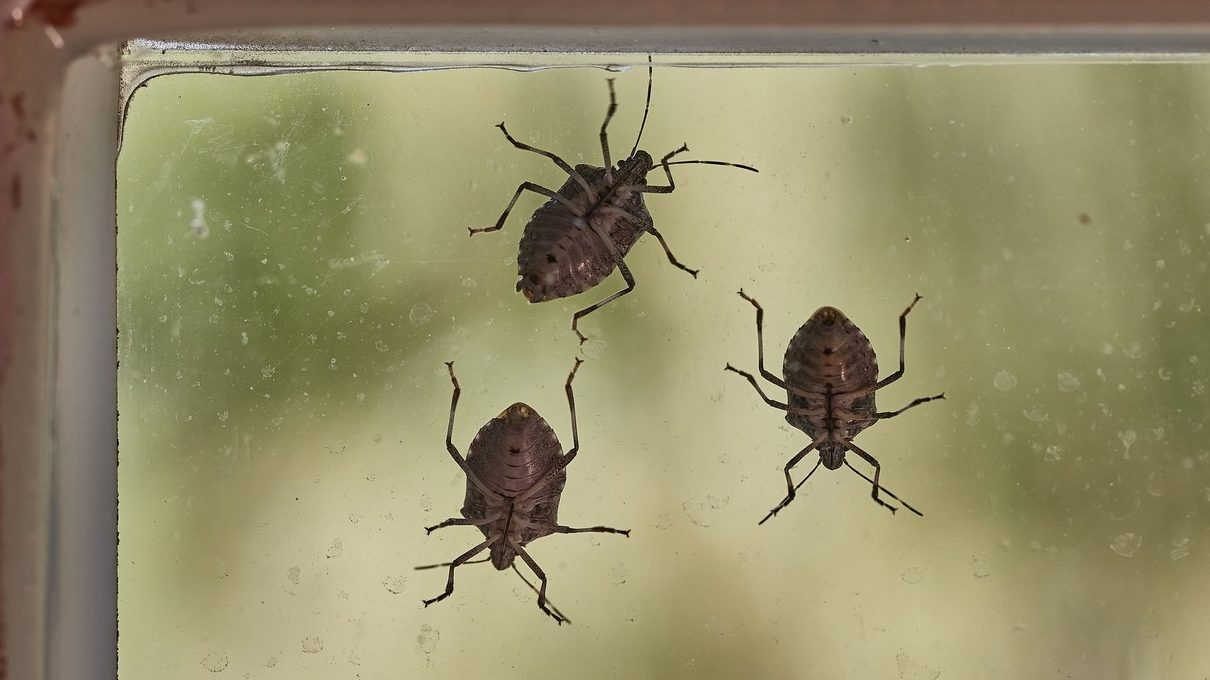 Beže čim osete ovo: Najbolji trik da smrdibube nikad ne uđu u vaš dom