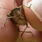 Znate li razliku između zelenih i smeđih smrdibuba? Nije stvar samo u boji – ovo je ključno