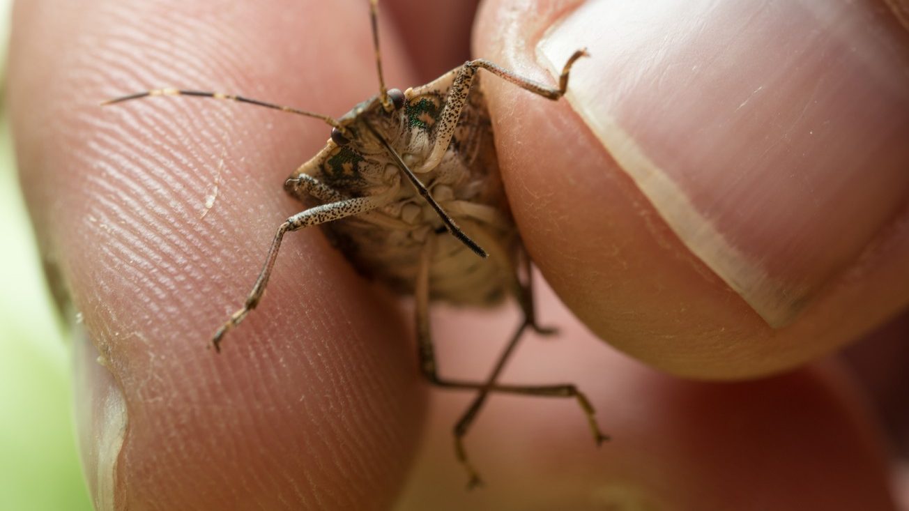 Znate li razliku između zelenih i smeđih smrdibuba? Nije stvar samo u boji – ovo je ključno