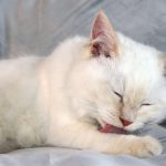 Zašto se mačke stalno ližu i uređuju? Nije samo do higijene