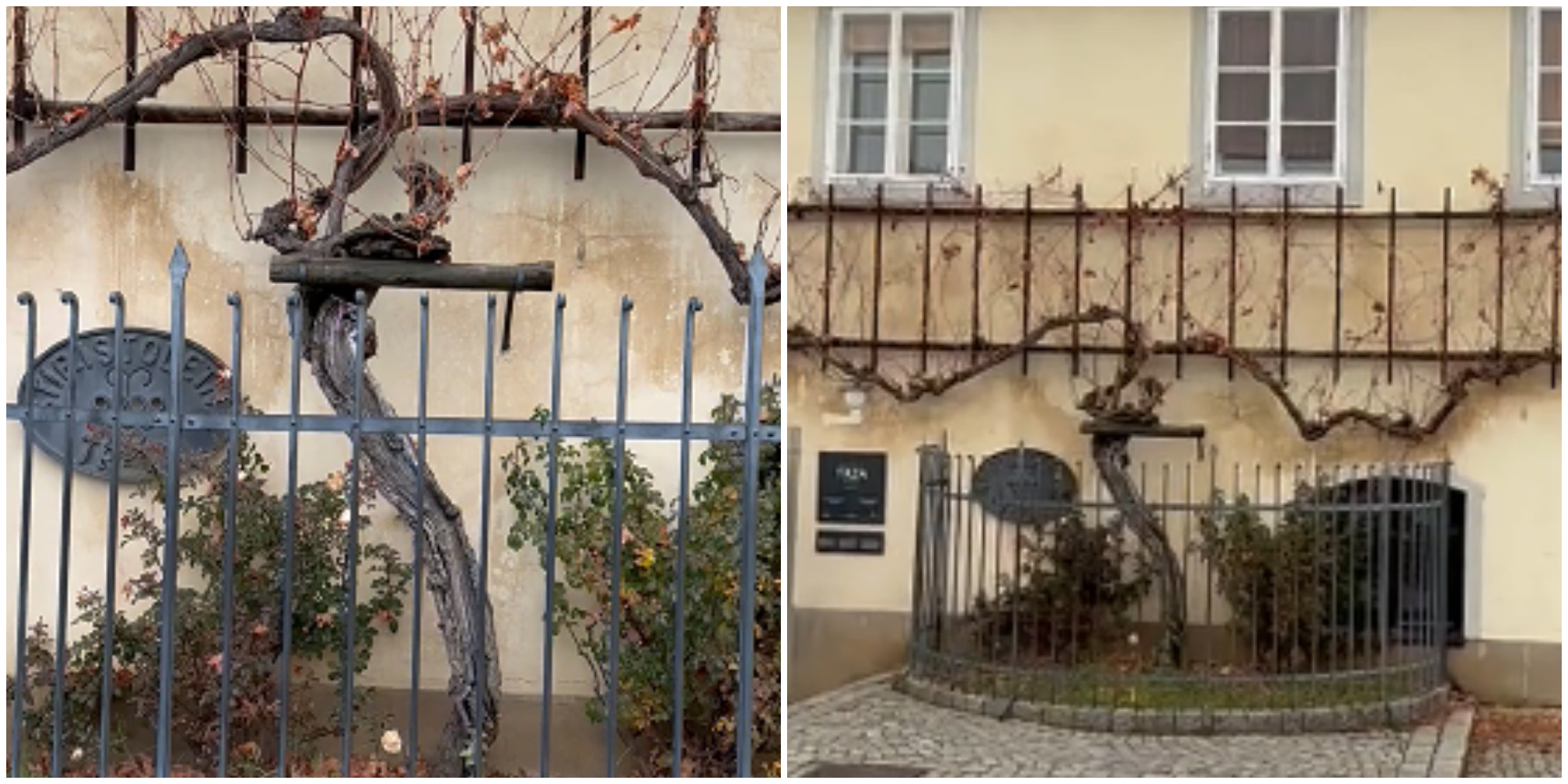 Najstarija vinova loza na svetu nalazi se na 5 sati od Beograda: Vino se ne prodaje, ali su ga dobili Tito i Tom Kruz Najstarija vinova loza na svetu nalazi se na 5 sati od Beograda: Vino se ne prodaje, ali su ga dobili Tito i Tom Kruz