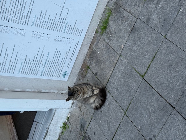 Istanbul, grad koji prede na svakom ćošku