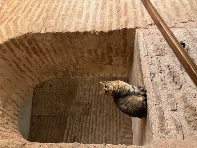 Istanbul, grad koji prede na svakom ćošku