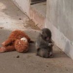 Video koji je rastužio ceo svet: Majmunče je mama ostavila na rođenju, a utehu je pronašao u plišanoj igrački