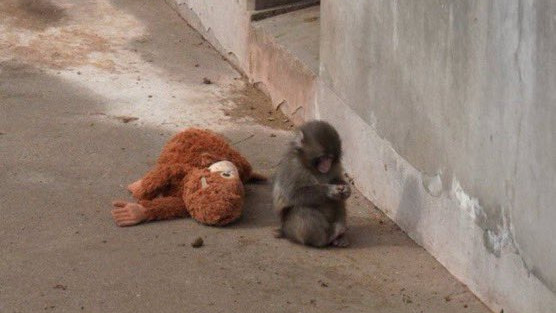 Video koji je rastužio ceo svet: Majmunče je mama ostavila na rođenju, a utehu je pronašao u plišanoj igrački