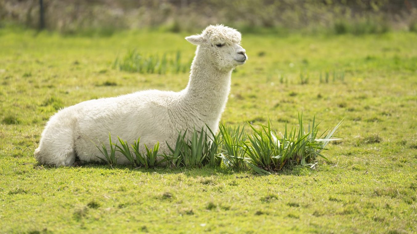 Ako ovog vikenda budete u Valjevu, svratite do jedinstvenog alpaka ranča alpaka