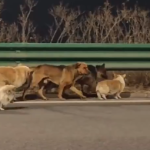 Kao iz filma: Ukradeni psi pobegli i zajedno pronašli put do kuće