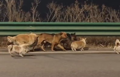Kao iz filma: Ukradeni psi pobegli i zajedno pronašli put do kuće