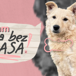„Rasa bez glasa“: Poziv na podršku napuštenim životinjama