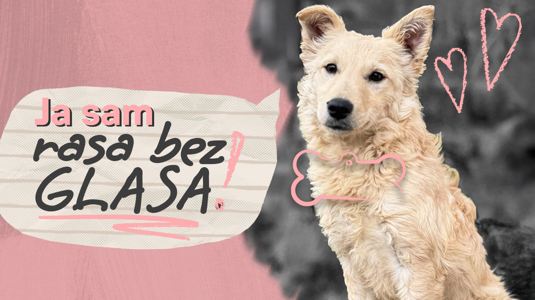 „Rasa bez glasa“: Poziv na podršku napuštenim životinjama