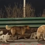 Viralni video o ukradenim psima iz Kine zapravo je izmišljen, a evo šta je istina
