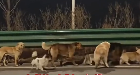 Viralni video o ukradenim psima iz Kine zapravo je izmišljen, a evo šta je istina