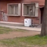 niš