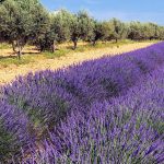 lavanda