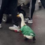 Guska na SP u dresu Meksika postala hit na mrežama