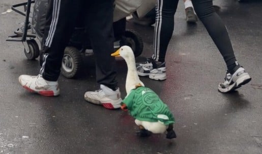 Guska na SP u dresu Meksika postala hit na mrežama
