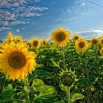 Ljudi širom regiona snimaju suncokrete iz potpuno pogrešnih razloga, i "ispadaju glupi u društvu" a da ni ne znaju 11 suncokreti