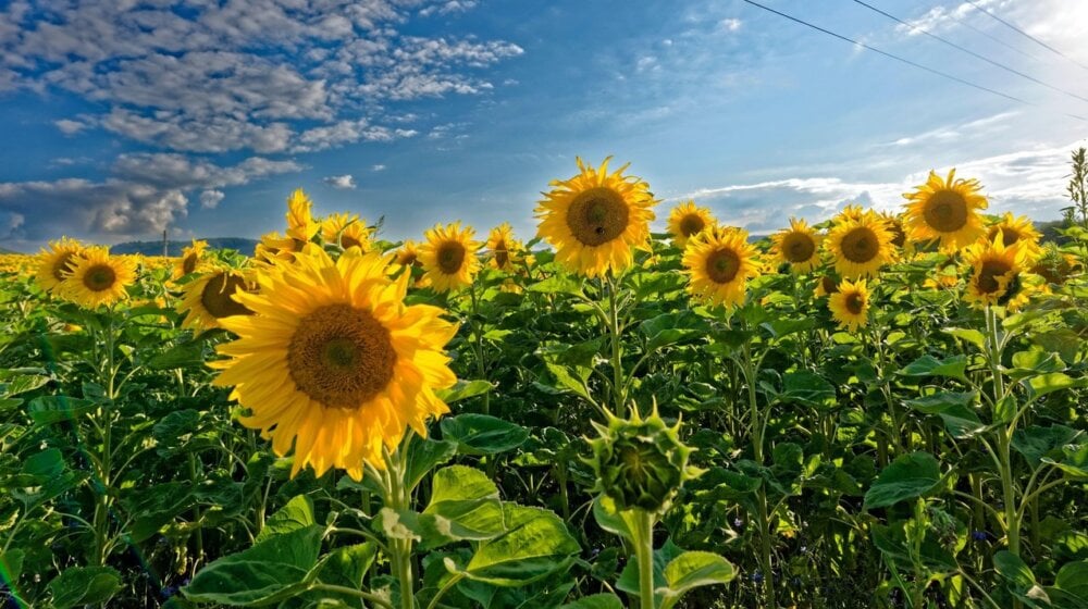 suncokreti