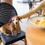 Restoran na Zlataru naplatio brovak kućnog ljubimca za stolom 500 dinara, a evo i zašto