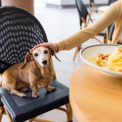 Restoran na Zlataru naplatio brovak kućnog ljubimca za stolom 500 dinara, a evo i zašto